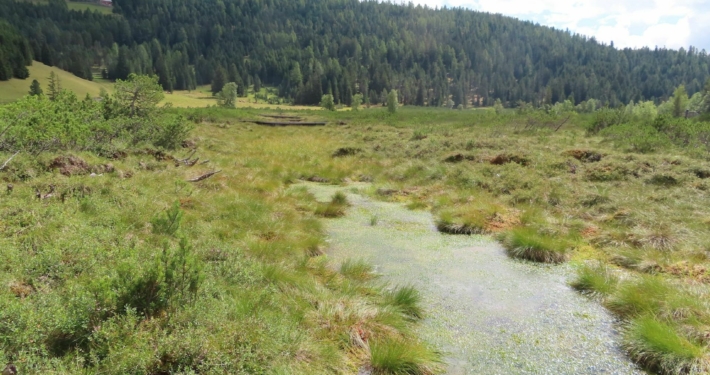 Das St. Lorenzener Hochmoor.