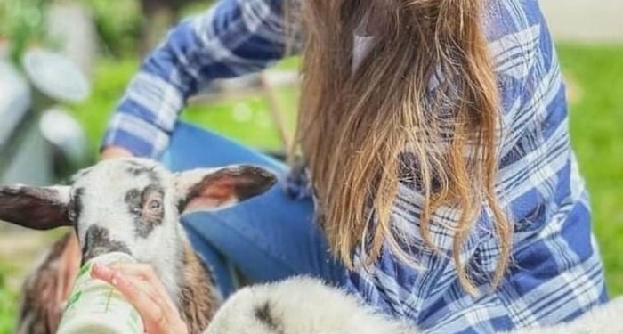 Lucy kümmert sich um die Aufzucht der Lämmer, die von den Mutterschafen verstoßen wurden