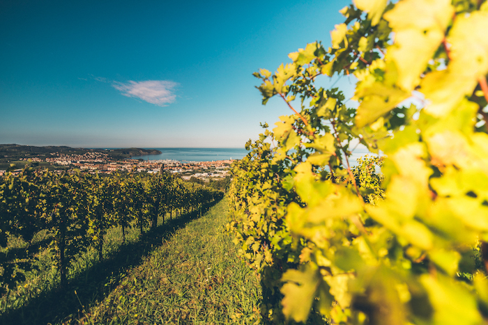 Malvazija gehört in Istrien zu den am meisten angebauten Weinsorten und gedeiht hervorragend in Meeresnähe, wie in den Weingärten von Zaro bei Izola