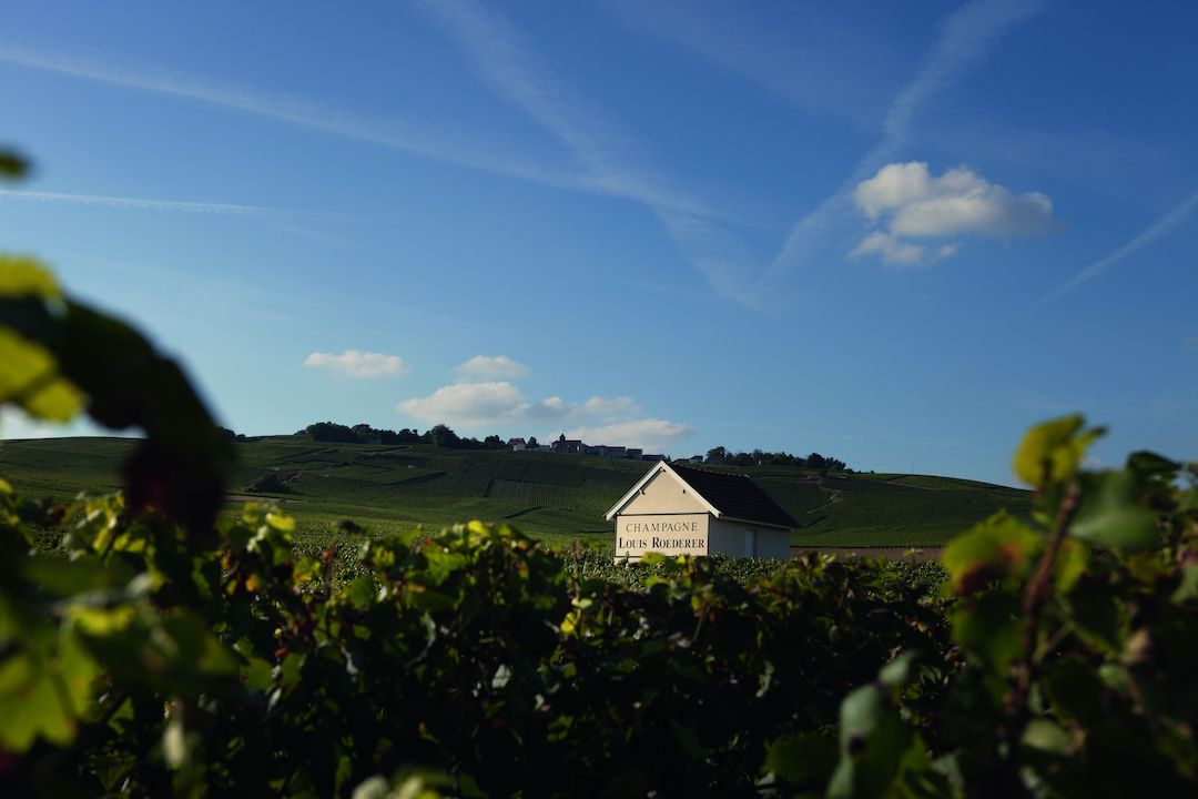 Louis Roederer Maison