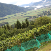 Vor allen schwierigen Lagen und in niederschlagsreichen Gebieten (am Bild die Seewiese von Weinbau Köck) bringen die robusten PIWIs viele Vorteile.