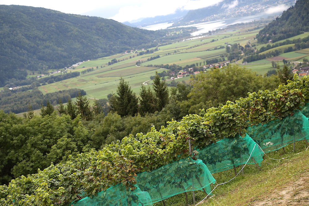 Vor allen schwierigen Lagen und in niederschlagsreichen Gebieten (am Bild die Seewiese von Weinbau Köck) bringen die robusten PIWIs viele Vorteile.