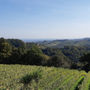 Die Weite der Landschaft an der Südsteirischen Weinstraße