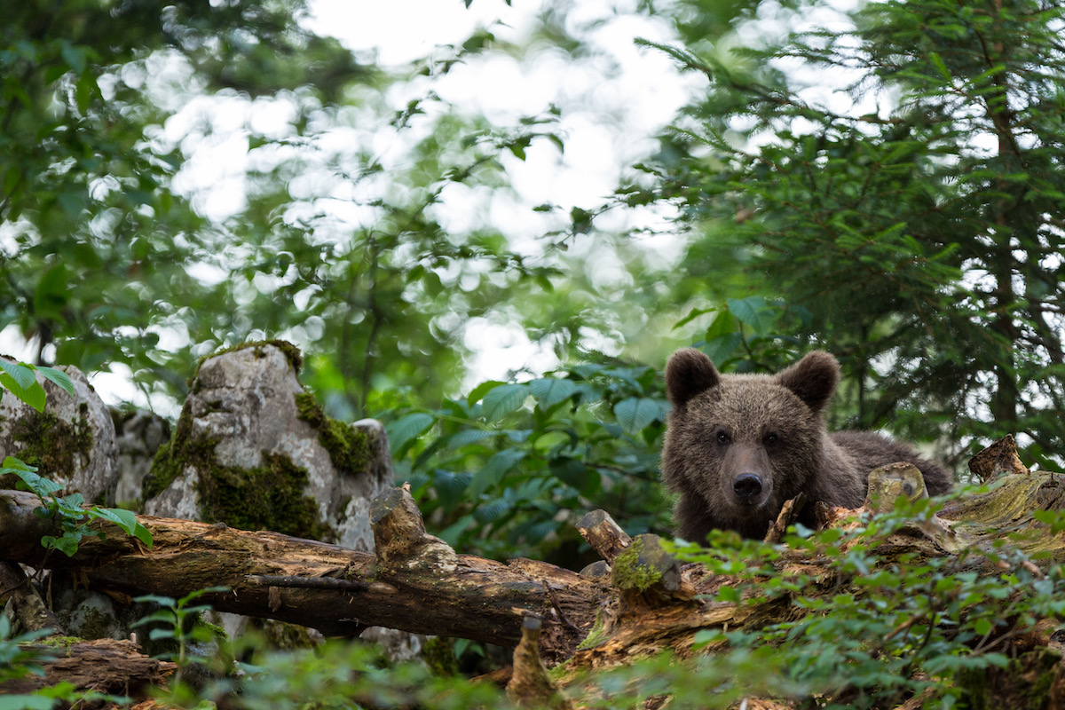 Die Bären-Population steigerte sich in den letzten Jahren konstant. 