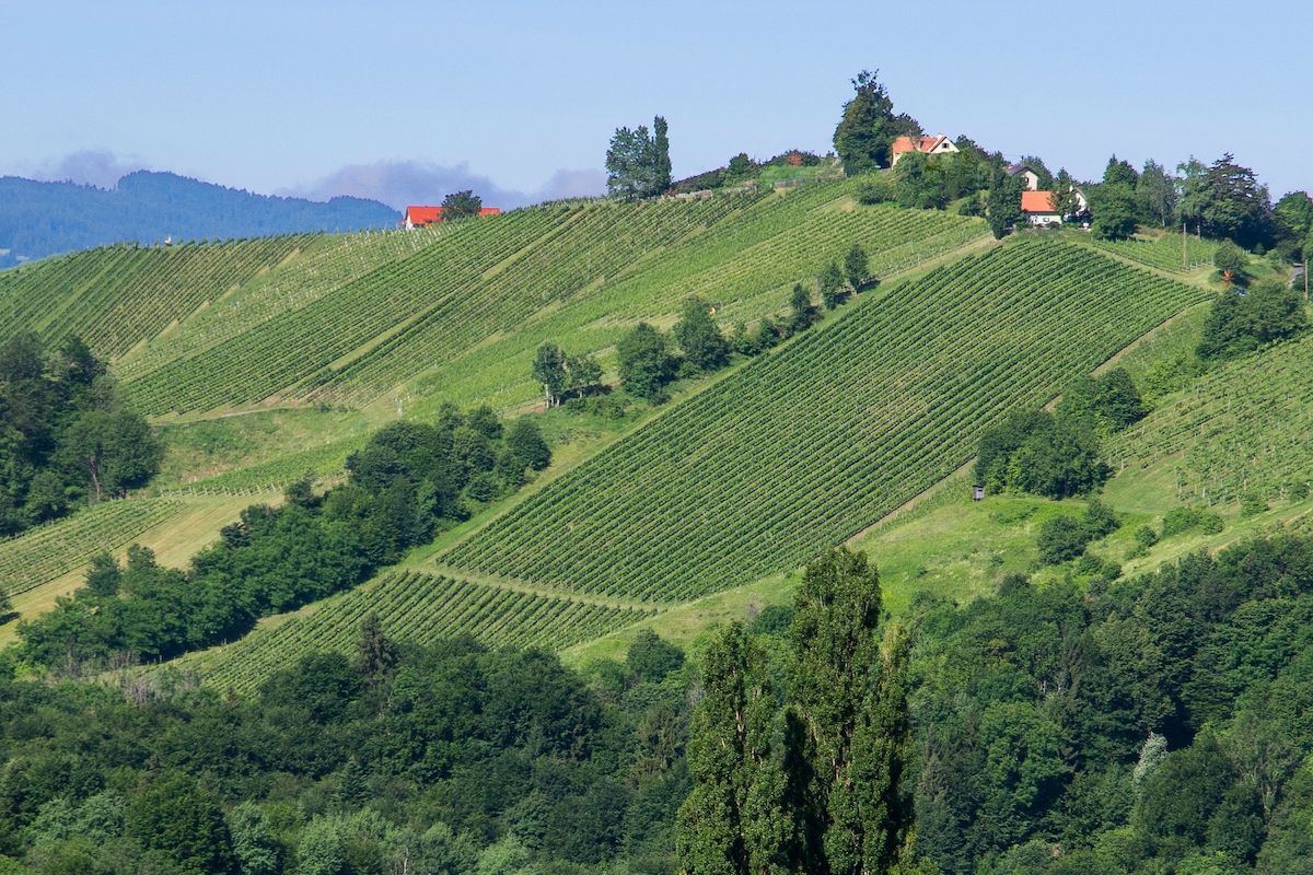 Die Riede Zoppelberg ist eine der steilsten und wertvollsten Lagen der Südsteiermark und geht bis auf 500 Meter Seehöhe.