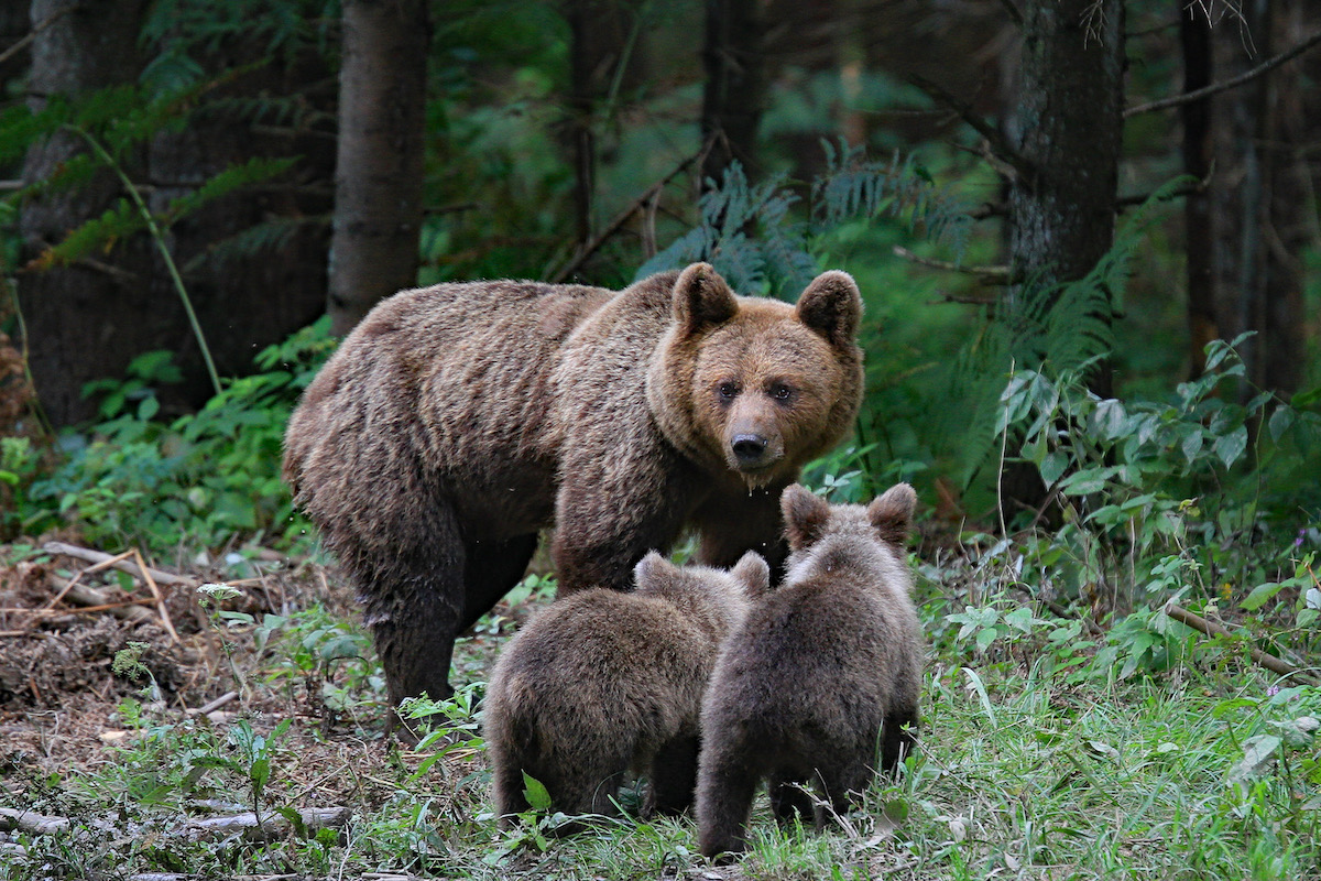 Braunbären im nahen Slowenien: Imposante Tiere mit Familieninstinkt. 