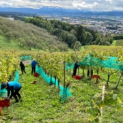 Die Weinlese beginnt im Frühherbst.