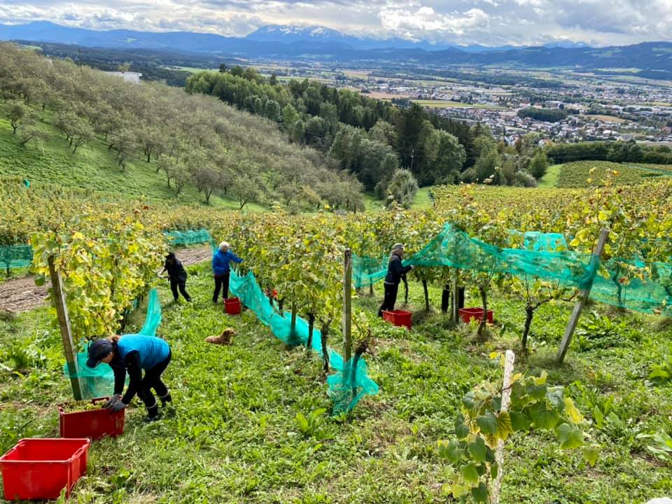 Die Weinlese beginnt im Frühherbst.