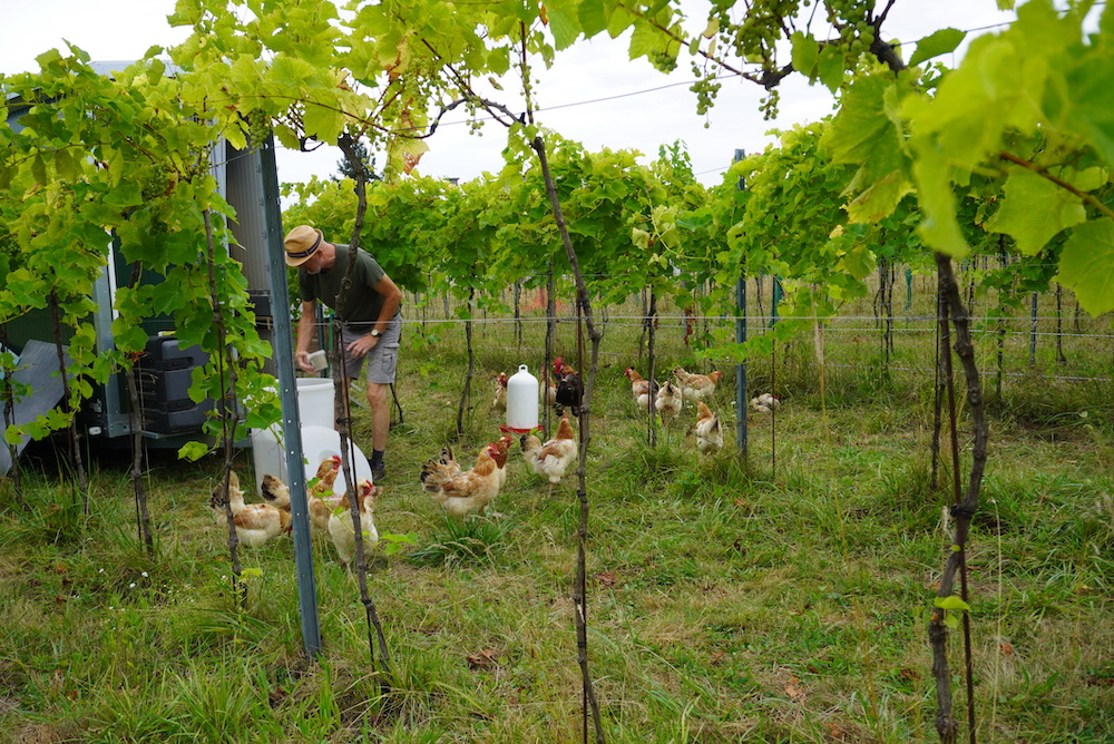 Nicole Richter Die fleißigen Mitarbeiterinnen im Bioweinbau Waltl brauchen auch Zuwendung.