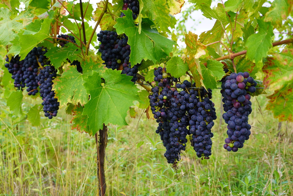 Nicole Richter Gesundes Traubenmaterial beruhigt den Winzer und sorgt für Vorfreude auf die Lese.