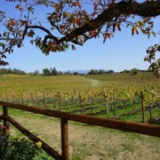 Die Schönheit der Weinhügel rund um das Castello di Spessa zeigt sich zu jeder Jahreszeit anders.