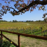 Die Schönheit der Weinhügel rund um das Castello di Spessa zeigt sich zu jeder Jahreszeit anders.