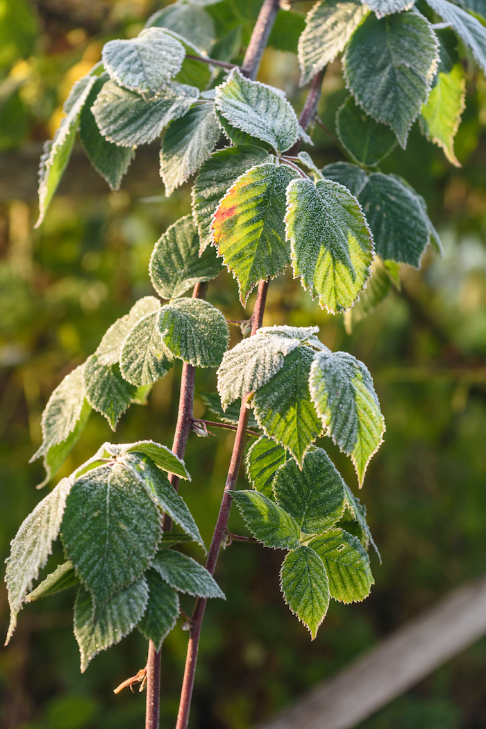 Brombeerblätter können auch im späten Herbst noch gesammelt werden.