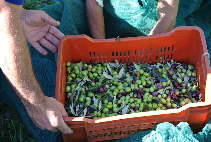 Die Olivenernte im Herbst, wie hier bei Parovel, ist aufwendige Handarbeit.