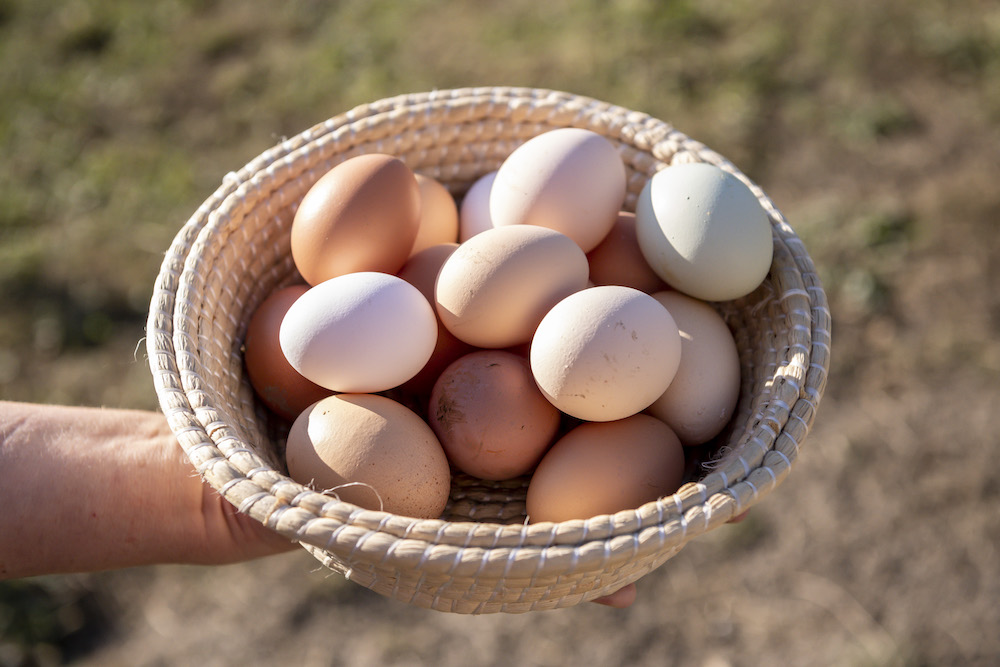 Ob hart oder weich gekocht, als Spiegelei oder Omelett: Eier vom 