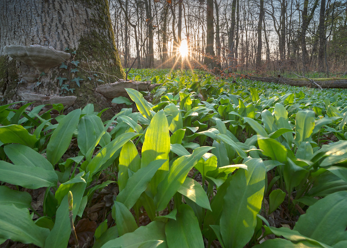 Man findet Bärlauch (Allium ursinum) von Mitte März bis Anfang Mai unter Laubbäumen auf feuchtem, nährstoffreichem Boden und oft in der Nähe von Bächen oder Tümpeln.