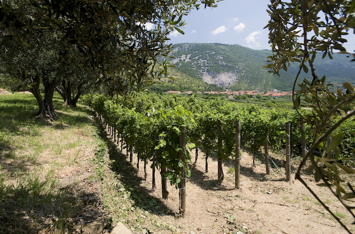 Im einzigartigen Karstgebiet gedeihen Weintrauben und Oliven.