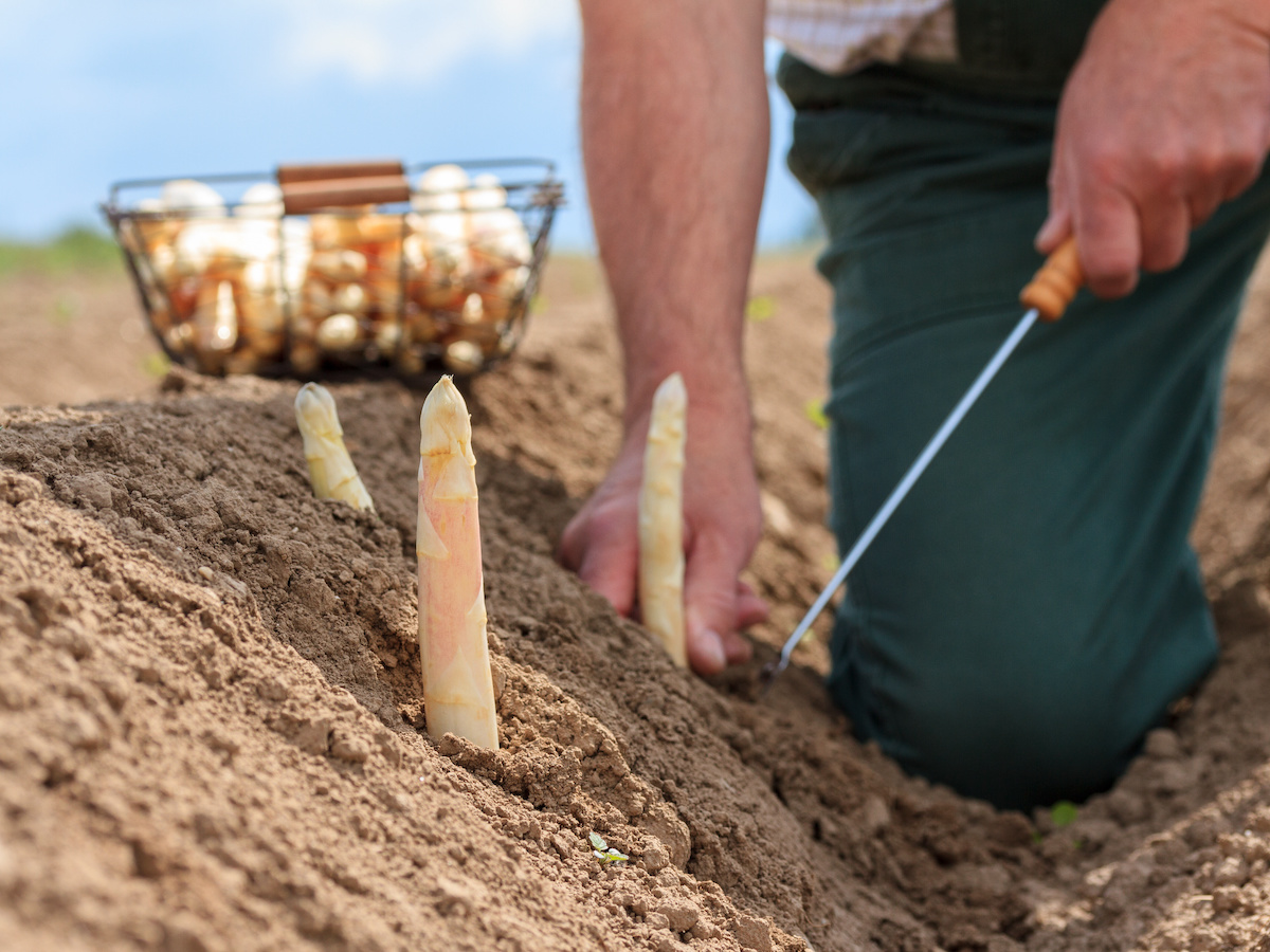 Weißer Spargel wird von Hand mit einem speziellen Stecher aus der Erde gehoben.