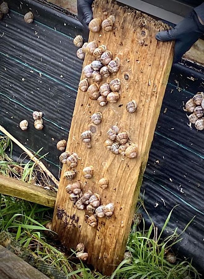 Die Tiere fühlen sich auf den Brettern im Schneckengehege sichtlich wohl.