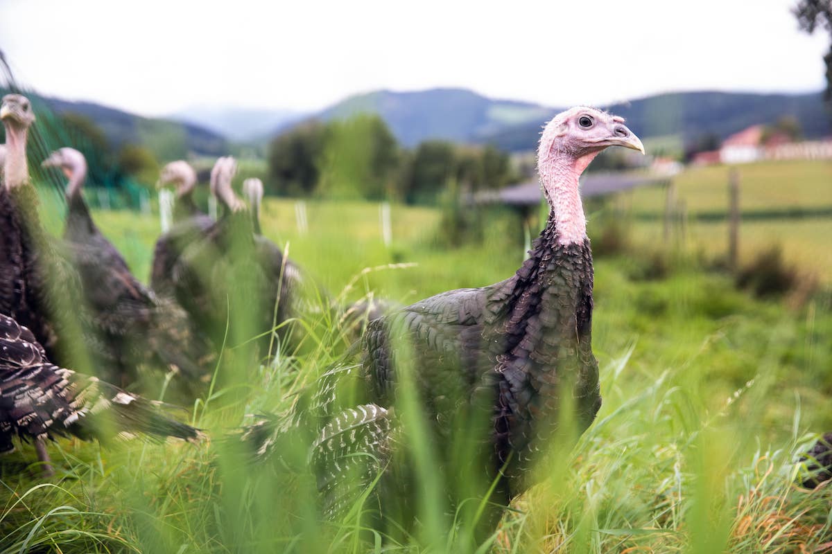 Die frischen Bio-Hendl und Bio-Puten liefert der Betrieb von Familie Strauß.