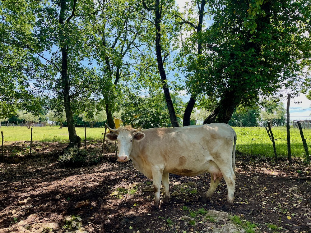 Das große Boškarin-Rind ist ein Symbol von Istrien, sein Fleisch eine Delikatesse.