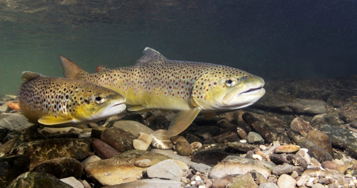 Bachforelle im kalten Wasser