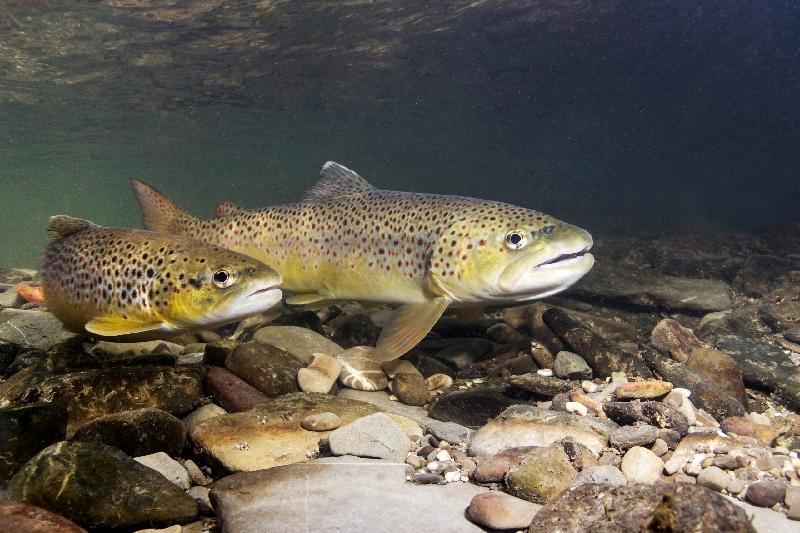 Bachforelle im kalten Wasser