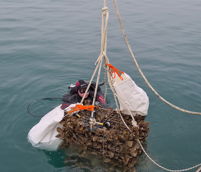 Taucher heben die Flaschen der Sonderedition aus dem Hause Črnko in der Bucht von Piran.