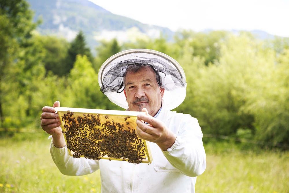 Beim Honigfest in Hermagor lernt man auch alles zur Honiggewinnung.