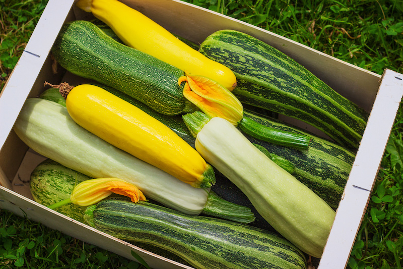 Die meisten Zucchinisorten sind länglich, sie kann grün, gelb oder grün-weiß gesprenkelt sein. Auch runde Zucchinis gibt es.
