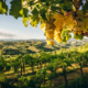 Zwei Länder, eine Weinregion, ein Wein: Brda-Collio ist die Heimat des Rebula-Ribolla Gialla.