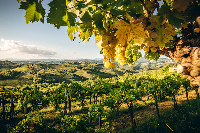 Zwei Länder, eine Weinregion, ein Wein: Brda-Collio ist die Heimat des Rebula-Ribolla Gialla.