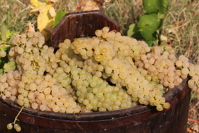Die drei urtypischen Rebsorten der Weinregion: Tocai Friulano, Ribolla Gialla und Malvasia Istriana.