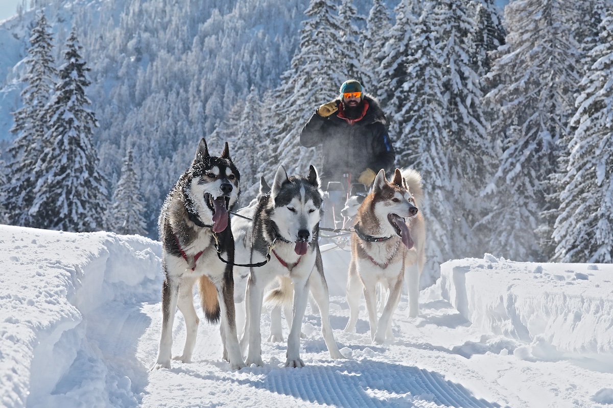 Wunderschöne Tiere: Die Huskys vom Faubelhof