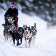 Hundeschlittenfahren ist ein aktives Wintererlebnis