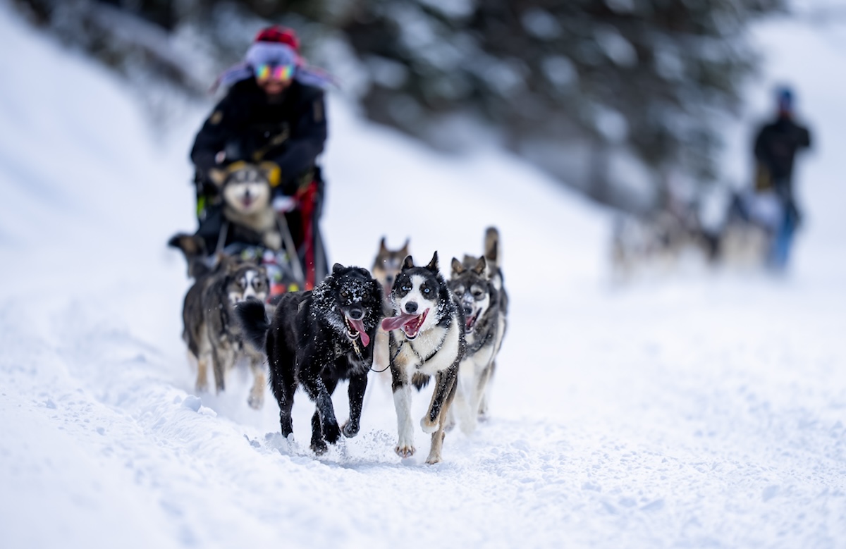 Hundeschlittenfahren ist ein aktives Wintererlebnis