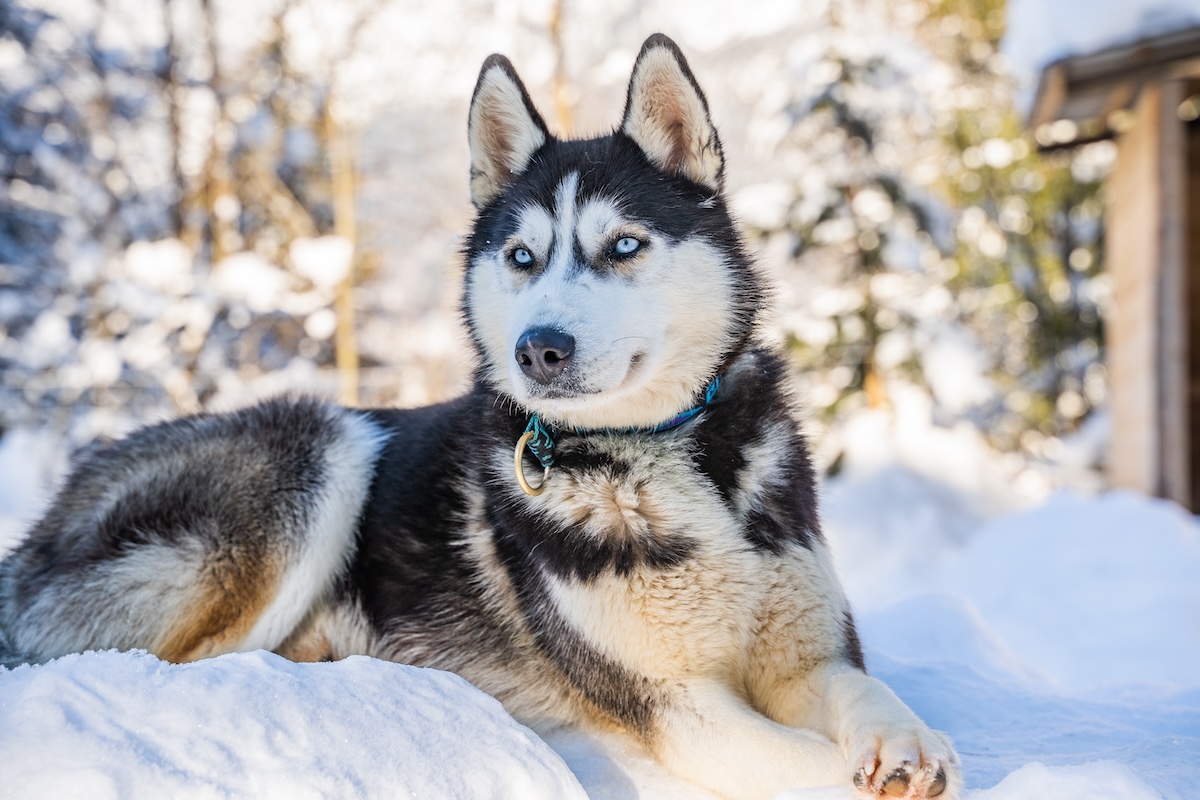 Einer der wunderschönen Huskys vom Faubelhof