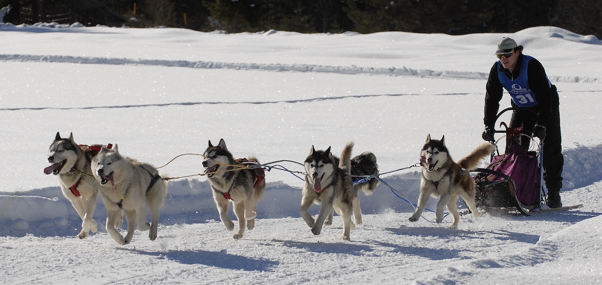 Rasante Fahrt: Die Hunde der internationalen Mushing-Schule in Fusine