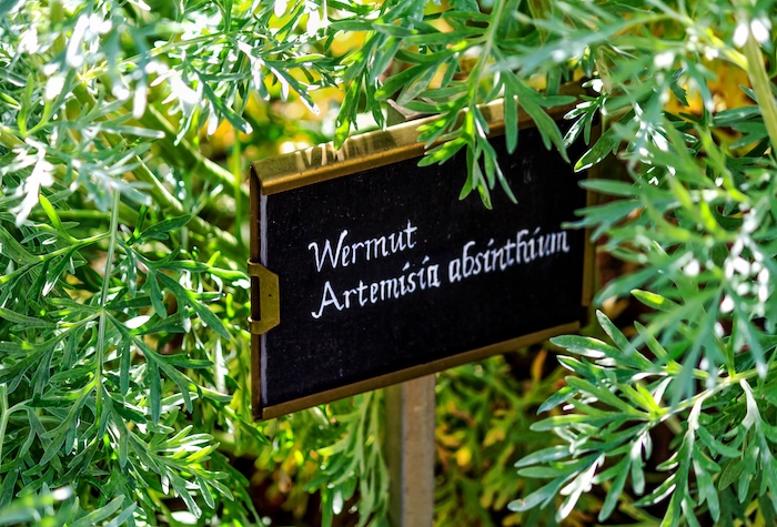 Wermutkraut muss selbstverständlich Teil einer jeden Botanical-Mischung sein, nur dann darf sich ein Wermut auch so nennen.