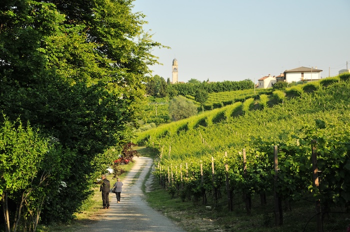 Spaziergang durch die Weinberge bei Ogliano.