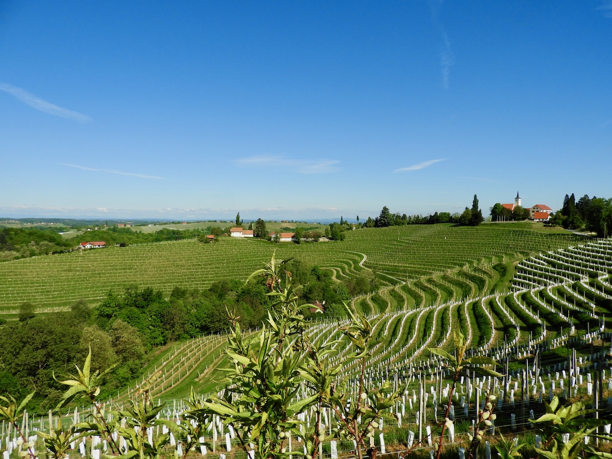 Jeruzalem liegt in der Štajerska, der Untersteiermark, einem der besten und ältesten Weinbaugebiete Sloweniens.