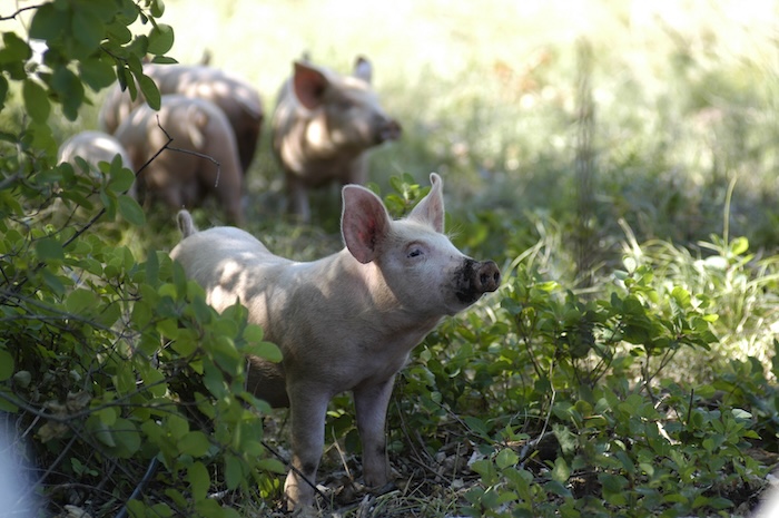Privat Was für ein Schweineleben: Familie Skerlj lässt ihre Tiere Freilauf, im Karst wühlen sie genüsslich nach Fressbarem