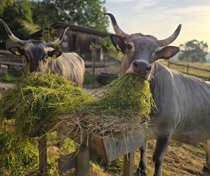 Boškarin stammen vom Ur-Rind ab und werden als Dreinutzrasse für die Fleisch- und Milchproduktion sowie als Zugtiere verwendet.
