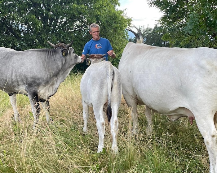 Rupert Jesenko hat die gutmütigen istrischen Rinder nach Südkärnten gebracht.