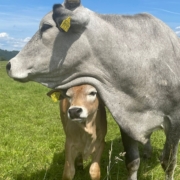 Privat Die kleine Bonita ist das erste Boškarin-Kalb, das in Österreich geboren wurden.