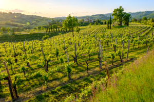 Collio
